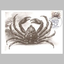 Mappa massima Islanda - Hyas Araneus - Grande ragno marino - 1985