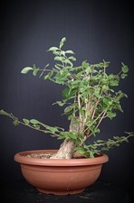 Lonicera/Caprifoglio  (Lonicera xylosteum)