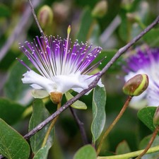 OFFERTA! 2 PIANTE CAPPARIS