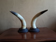 Corna bue - corna,