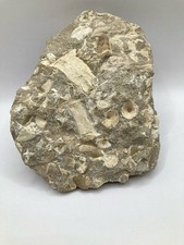 Mosasaurus Paddle Fossil in