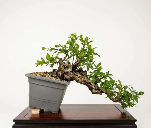 Bonsai melograno cascata - bonsai,