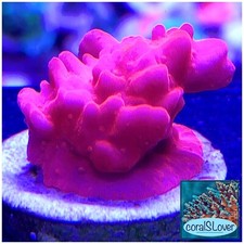 Live Aquaculture Saltwater