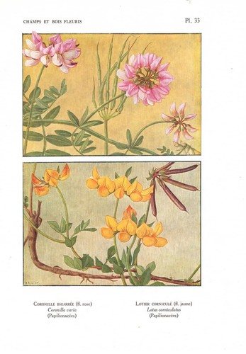 Stampa antica fiori liberty - stampa,