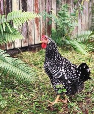 Uova Feconde Gallina Ancona