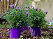 Lavanda "Lavandula