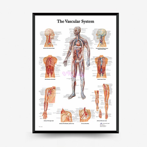 Poster parete anatomia - da,