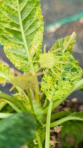 Dorstenia variegata succulente - variegata,