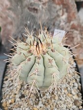 Copiapoa cinerea ssp