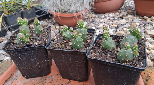 Opuntia polyacantha idaho - opuntia,