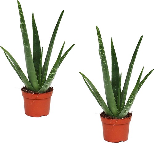 Pianta aloe vera gel - 1,