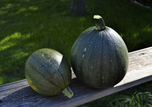 Tatume squash zucca - squash,