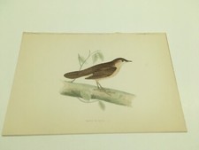 Stampe antiche uccelli - Rev