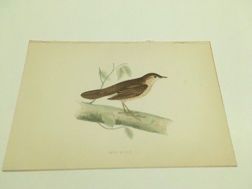 Stampe antiche uccelli rev - -,