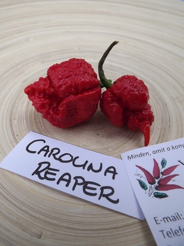 Chili carolina reaper semi - chili,