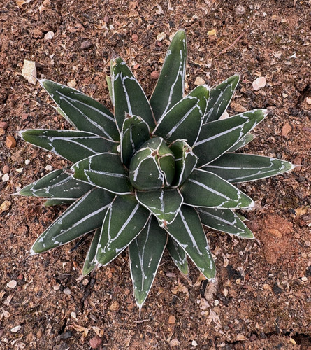 Agave victoriae reginae - victoriae,
