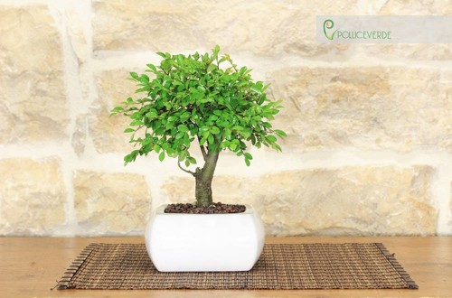 Bonsai olmo palla in vaso - bonsai,
