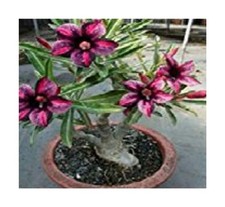 5x Adenium obesum rose del