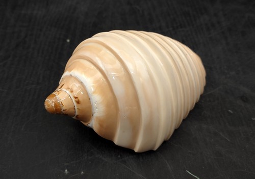 Noble volute seashell banded - volute,