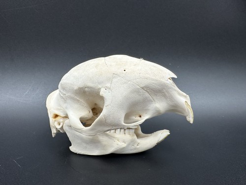 Nuovo teschio porcospino - teschio, di