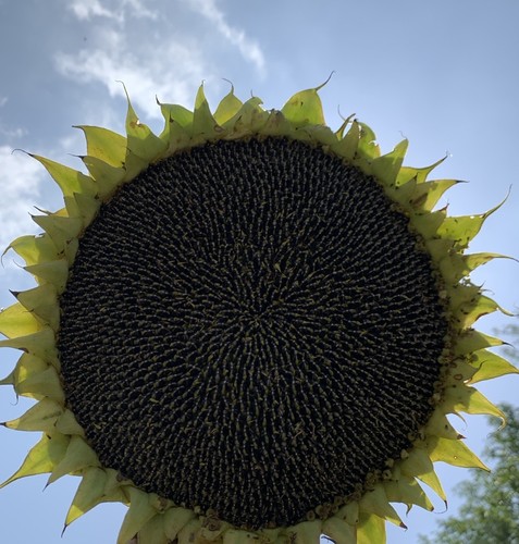 Semi girasole - semi,