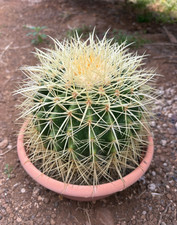 Echinocactus grusonii pianta - echinocactus,