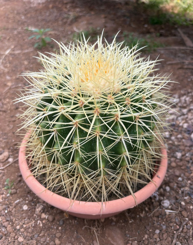 Echinocactus grusonii pianta - echinocactus,