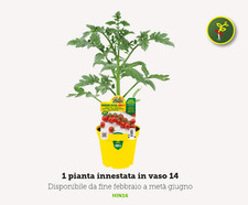 Pianta pomodoro innestato - di,