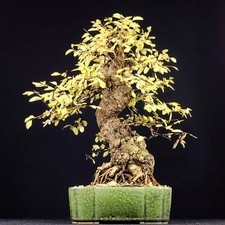 BONSAI Olmo Giapponese