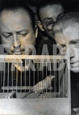 Foto vintage Uccelli, 1958, Campionato per canarini, Stampa 19 x 12 cm