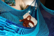 Amaca Messicana "Mikko"