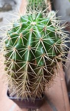 Echinocactus grusonii  x2 