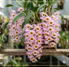 Dendrobium farmeri rosa - farmeri,