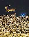 Tuscia electa 2000 - ,
