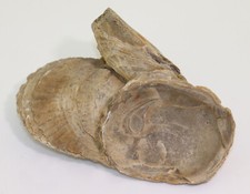 Ostrica, Ostrea bellovacina, Terziario, Paleocene, Rilly-la-Montagne, Francia-L419
