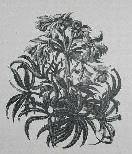 Hellebore helleborine c - hellebore,,