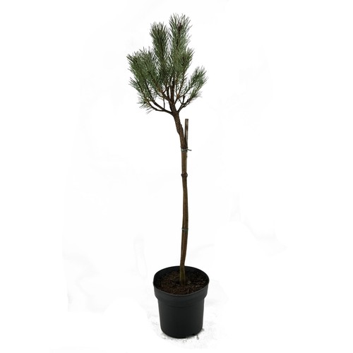 Pinus sylv watereri 5l - pinus,