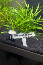 Pianta acquario cryptocoryne - pianta,