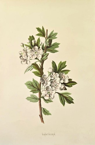 1890 biancospino antica - biancospino,