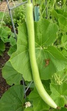 Semi zucca lunga tenerumi - 25,