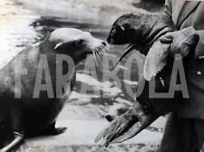 Foto vintage Animali, Baby leone marino con la mamma, Stampa 20 x 15 cm