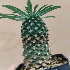 Euphorbia sotetsu kirin