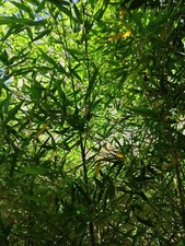 10 Radici/ rizomi  di bambú gigante  Madake