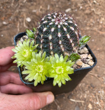 ECHINOCEREUS VIRIDIFLORUS -