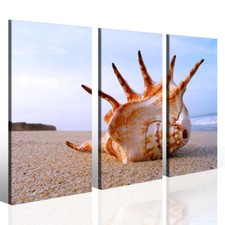 Stampa su tela Conch on sea II