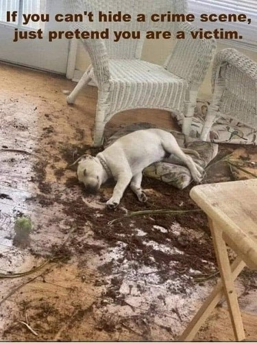 Funny pit bull terrier - pit,