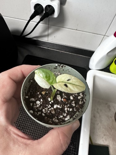 Monstera variegata aurea - aurea, in