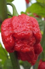 Scorpion mix polvere - scorpion,