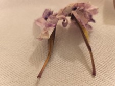 N° 2 Capsule Semi Orchidea