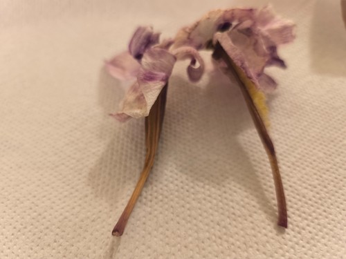 Capsule semi orchidea - 2,